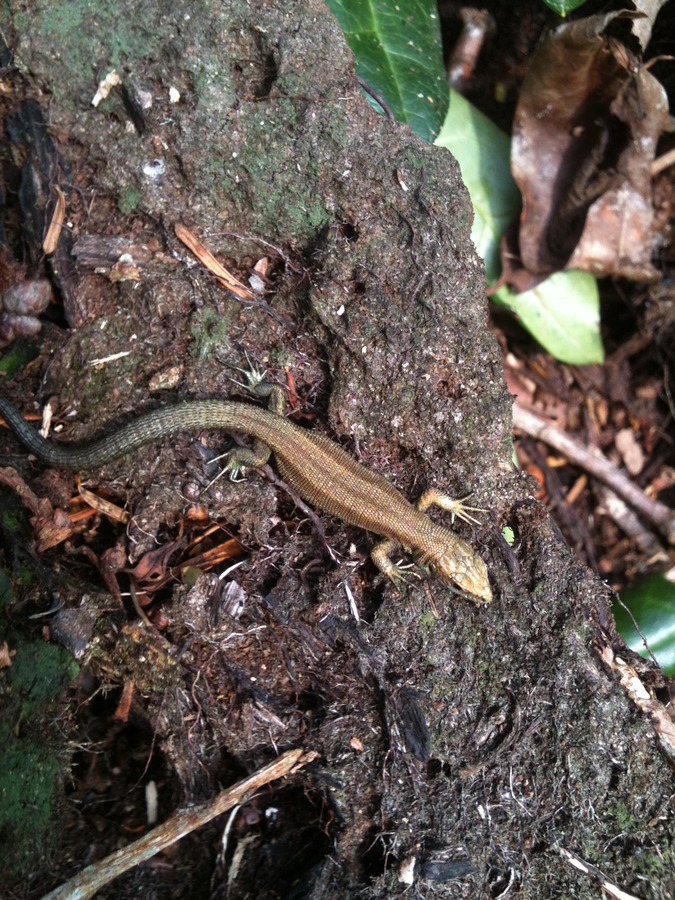 Common Lizard (3)